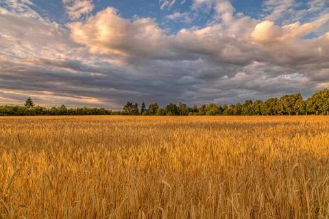 Beautiful cloudscape above a field during the golden. Stock Photos