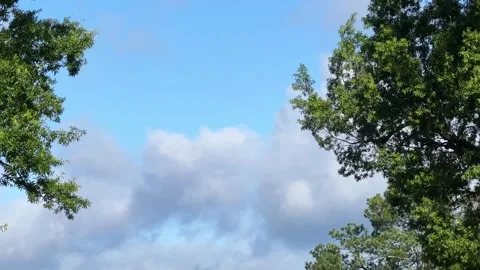 Beautiful cloudscape framed by blowing green trees Stock Footage 243660468