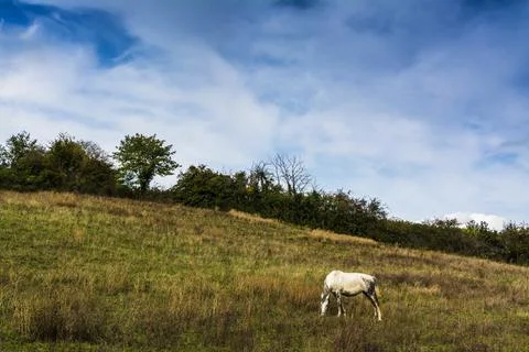 Beautiful cloudscape over a white single horse grazing in a field Stock Photos