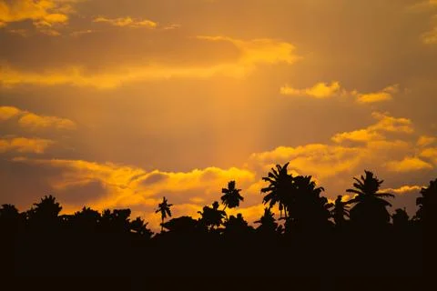 Beautiful cloudscape with palm trees Stock Photos