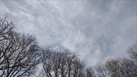 Beautiful cloudscape timelapse with bare trees and a partly cloudy sky Vidéo 307494315