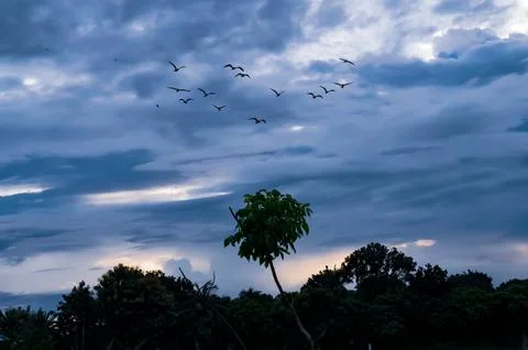 Beautiful cloudy and dramatic sky. Flying birds in sky. Stock Photos