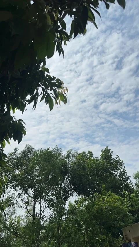 Beautiful Cloudy Blue Sky Framed by Lush Green Tree Leaves Moving in the Wind Stock Footage 345481228