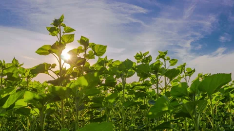 Beautiful Cloudy Dawn over the Field of Sunflowers Stock Footage 144844009