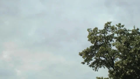 The beautiful, cloudy sky provides a stunning view of the treetops, showcasing Stock Footage 308865573