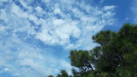 Beautiful cloudy sky through the pines. flying on a drone Stock Footage 254425909