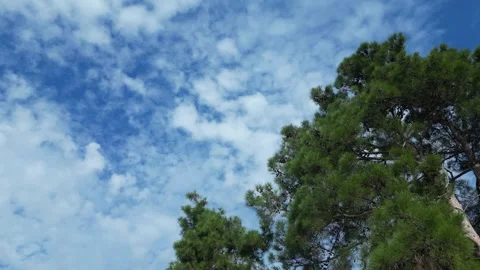 Beautiful cloudy sky through the pines. flying on a drone Stock Footage 254425934