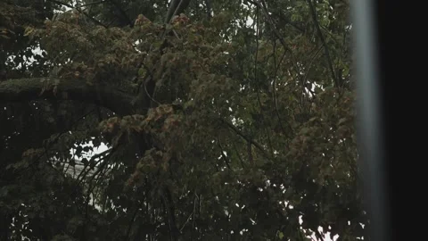 Beautiful, cloudy view of trees from the window during rain and bad weather Stock Footage 315899728