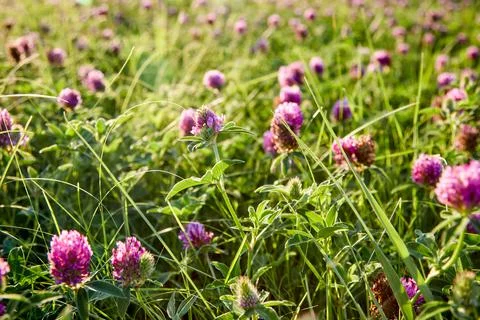Beautiful clover in the field Stock Photos