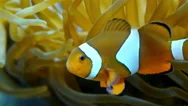 A Beautiful Clownfish Swimming Underneath The Corals Stock Footage