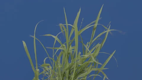 Beautiful clump of grass blowing in wind isolated on blue screen Stock Footage 135714403