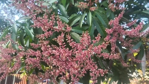 Beautiful cluster of mango flowers blooming densely on a tree branch Stock Footage 337889617