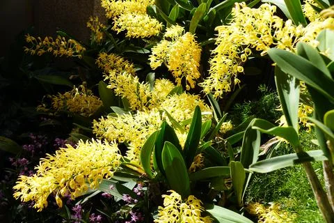 Beautiful cluster of the tiny yellow Dendrobium Speciosum orchid flowers from Stock Photos
