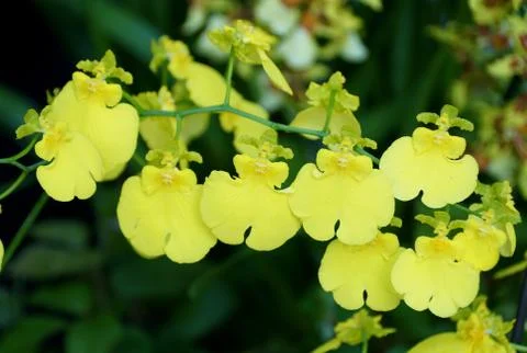 Beautiful cluster of tiny yellow Oncidium Dancing Lady orchids Stock Photos