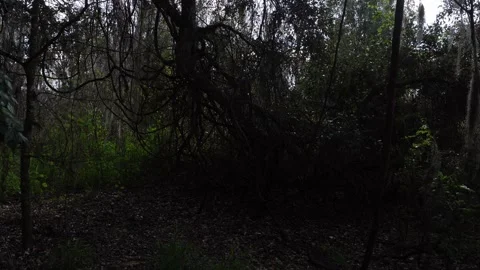 A beautiful cluster of trees with different trunk shapes creates a lovely sense Stock Footage 328964423