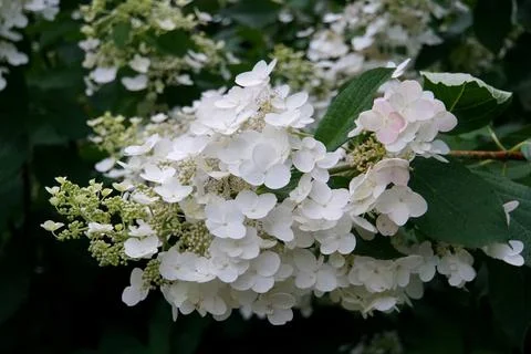 Beautiful cluster of white Panicle Hydrangea flowers Stock Photos