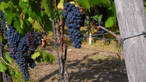 Beautiful clusters of black grapes on rows of vines sway in the wind Stock Footage 153000428