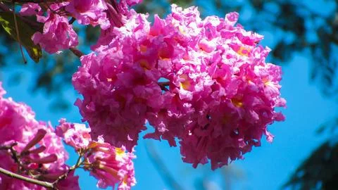 Beautiful clusters of bright pink Ipe (Handroanthus impetiginosus) blossoms.. Stock Photos