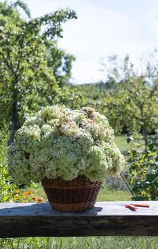 Beautiful clusters of hydrangea inflorescences with white and harmonious fadi Stock Photos