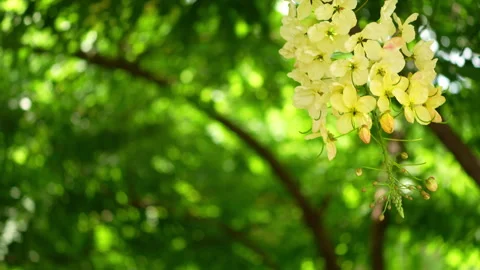 Beautiful clusters of Rainbow Shower Tree flowers blooming swaying in garden Stock Footage 339652746