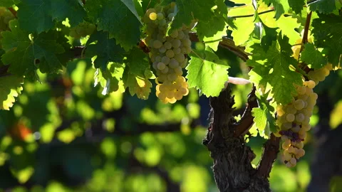 Beautiful clusters of white grapes at sunset light Video stock 152999109