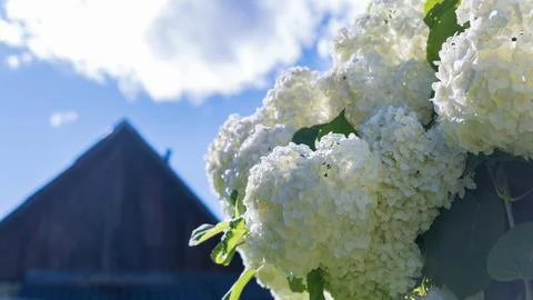Beautiful clusters of white hydrangea inflorescence against a blurry backgrou Stock Photos
