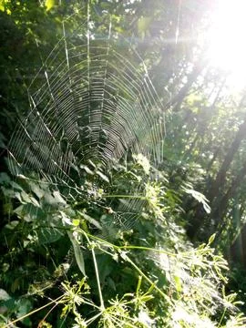 Beautiful cobweb in the forest Foto stock
