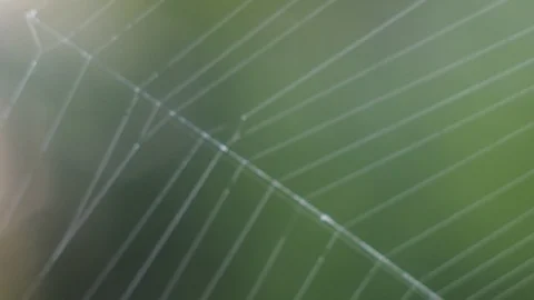 Beautiful cobweb pattern Stock Footage 91640814
