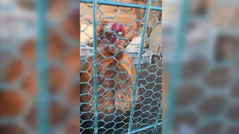 Beautiful Cock Watching Through A Net Close-up, Livestock, Vertical Footage Stock Footage 158913016