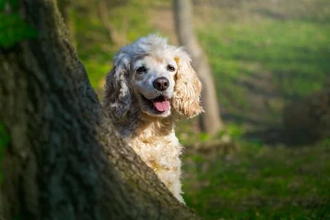 A beautiful cocker spaniel in the forest on a warm sunny day. Stock Photos
