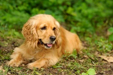 A beautiful Cocker Spaniel lying down in a nature setting Stock Photos