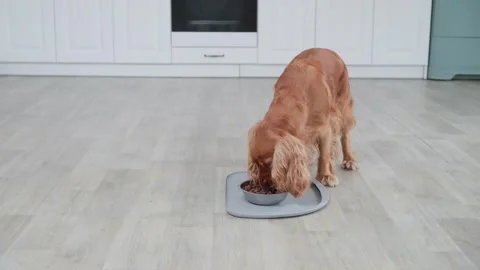 Beautiful cocker spaniel patiently waiting before walking to a bowl and eating Stock-Footage 337826787