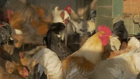 Beautiful cocks and hens feed in the chicken coop close up by Pakito. Stock Footage 70478191