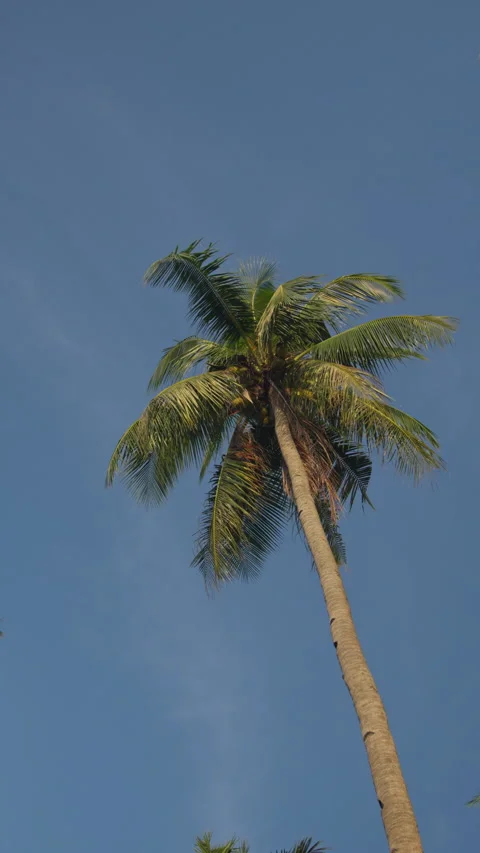 Beautiful Coconut Palm Tree with Clear Blue Sky and Gentle Wind Stock Footage 336214551