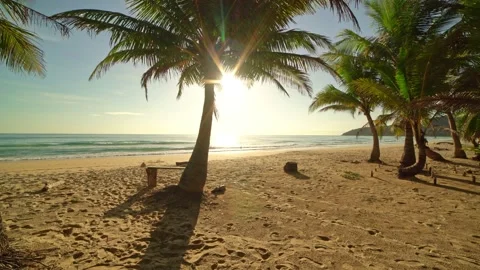 Beautiful coconut palm trees on the beach Phuket Thailand Palms trees frame  Video stock 157444909