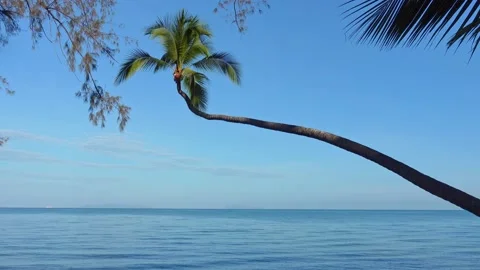Beautiful coconut palm trees on the beach Koh Samui Thailand Stock Footage 164772369