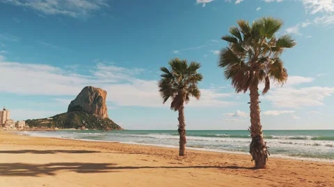 Beautiful coconut palm trees on beach with white sand. Palm trees grows on beach Stock Footage 230774042