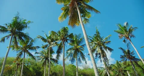 Beautiful coconut palm trees sway in sunshine. Green branches against a 스톡 동영상 226830650