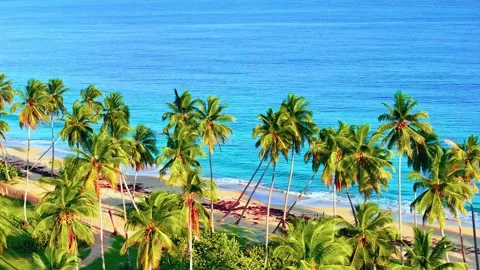Beautiful coconut palms on the beach Phuket Thailand, Patong Beach islands. Stock Footage 282437892