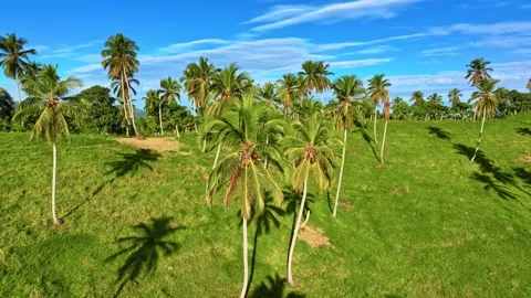 Beautiful coconut palms Stock Footage 326856014