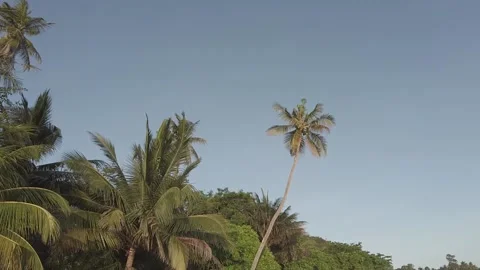 Beautiful coconut tree in the blue sky Stock Footage 210465069