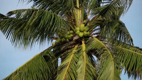Beautiful coconut tree Stock Footage 94168335