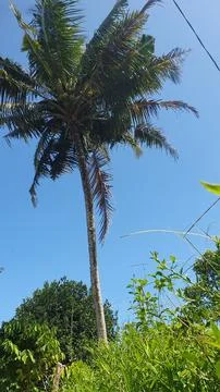 Beautiful coconut tree Fotos Stock