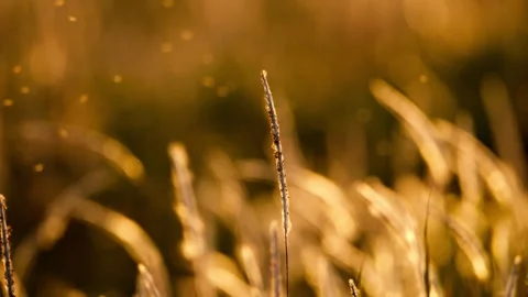 The beautiful cogongrass in the sunset 스톡 동영상 244318903