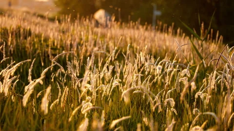 The beautiful cogongrass in the sunset Stock Footage 244319112
