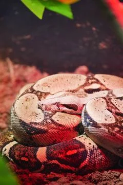 A Beautiful Coiled Python Displaying Itself in Its Natural Habitat Stock Photos
