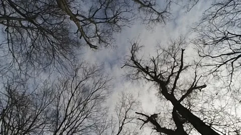 A beautiful, cold looking, snowy, winter scene in south central Kentucky Vidéo 342085379