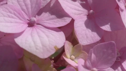 Beautiful cold pink hydrangea blossom flowers. macro footage Stock Footage 246137671