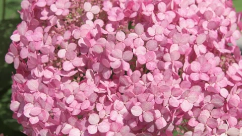 Beautiful cold pink hydrangea blossom in garden. macro footage Video stock 246379899