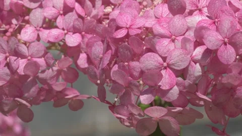 Beautiful cold pink hydrangea blossom in garden. macro footage Stock Footage 246381910